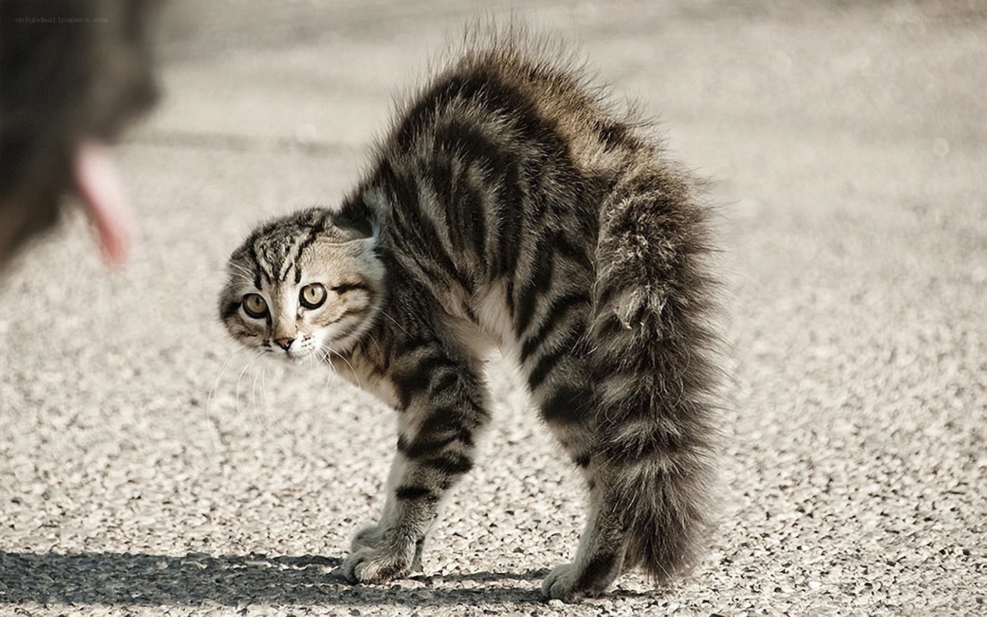 frightened tabby cat on pavement