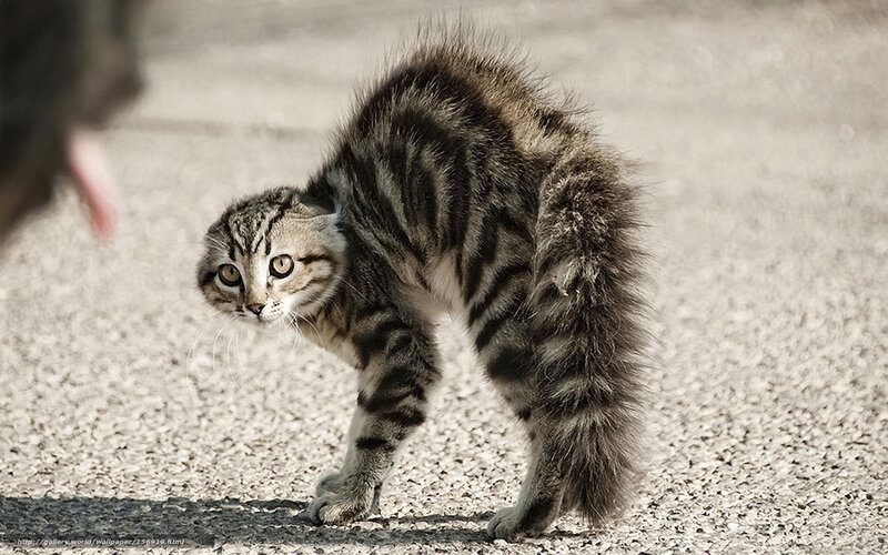 frightened tabby cat