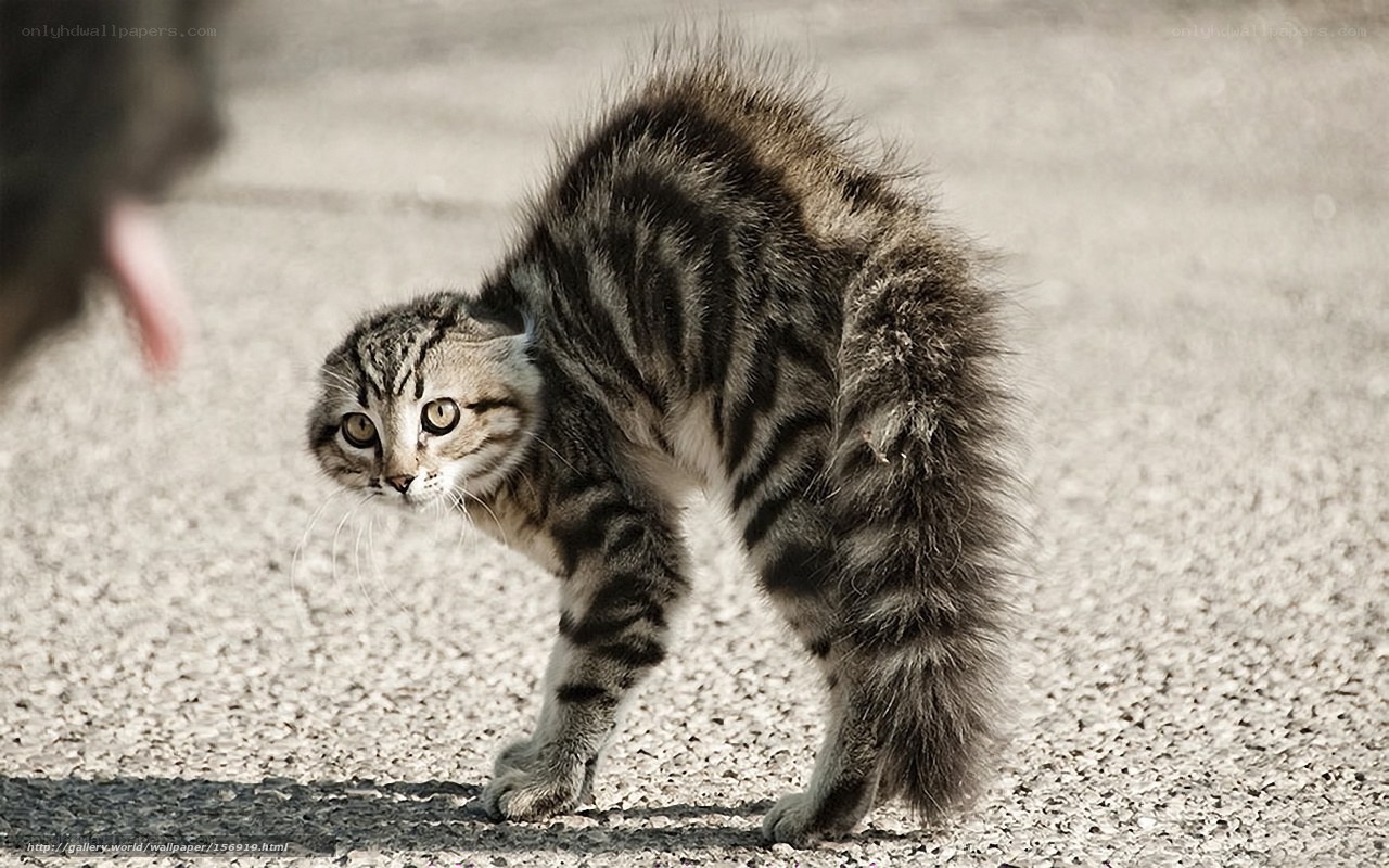 frightened tabby cat