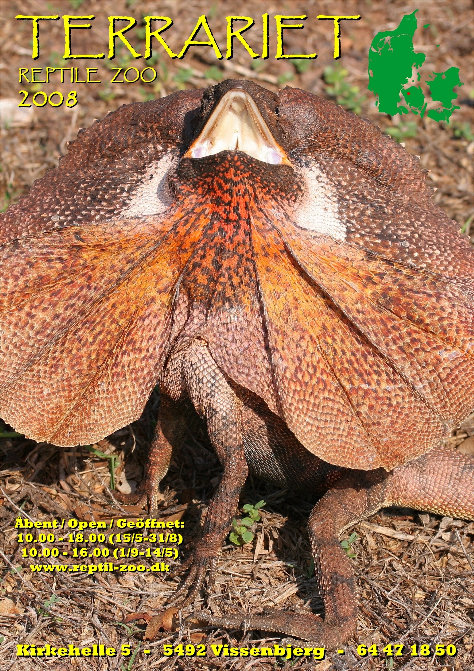 frilled lizard at terrariet