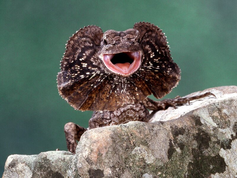 frilled lizard displaying