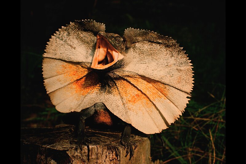 frilled lizard displaying
