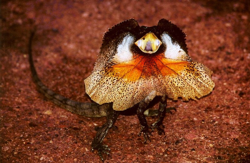frilled lizard displaying