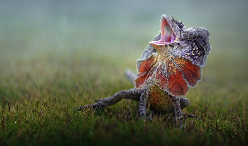 Frilled Lizard in Grass — Green, Dramatic
