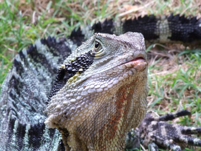 Frilled Lizard in Grass — Green