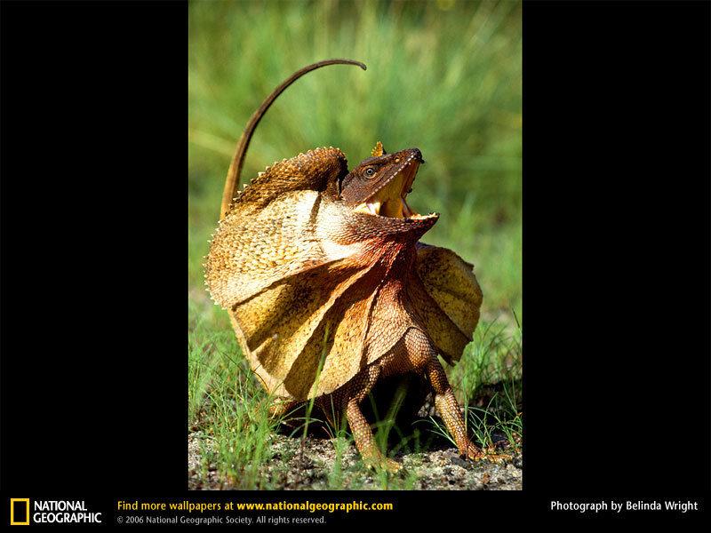 frilled lizard in grass