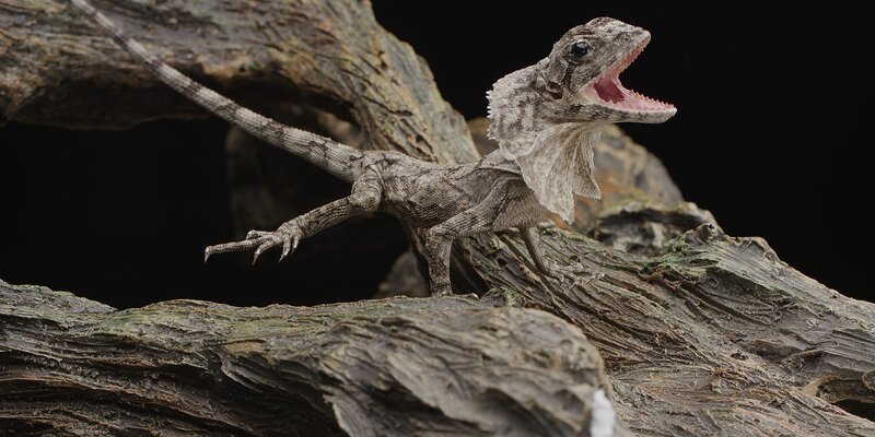 frilled lizard on a branch