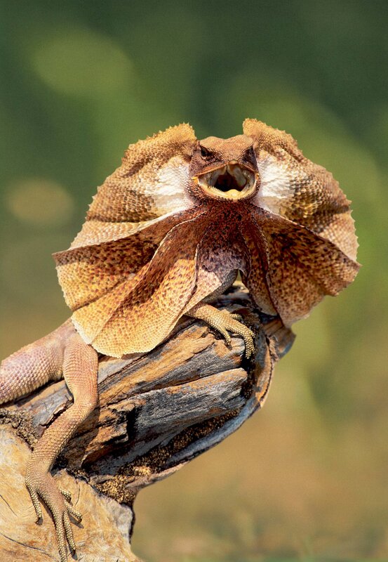 frilled lizard on a branch