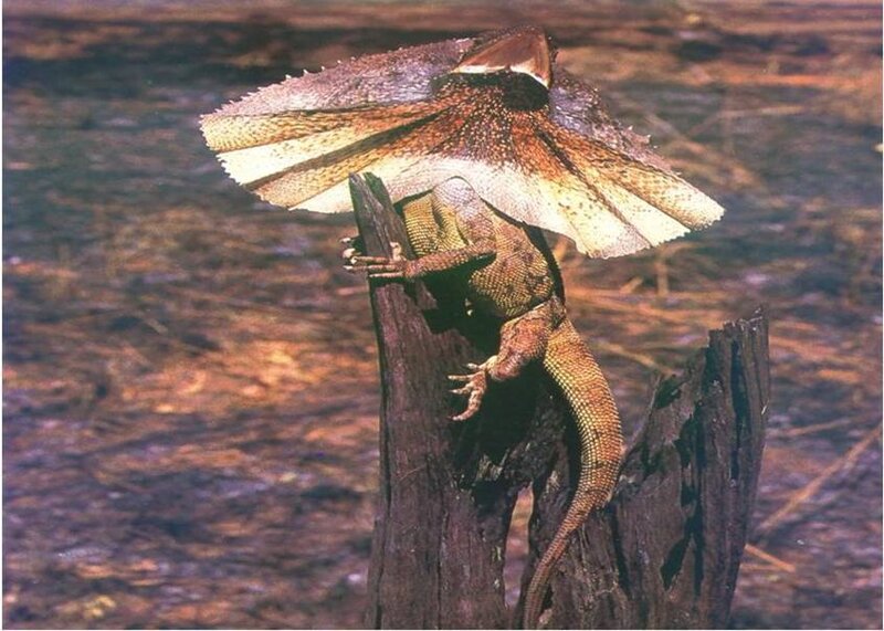 frilled lizard on a log