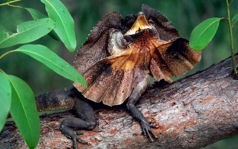 frilled lizard on a tree branch