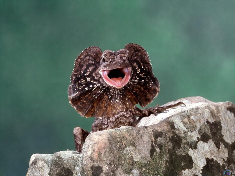 Frilled Lizard on Rock