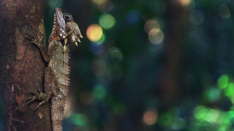 Frilled Lizard on Tree — Green