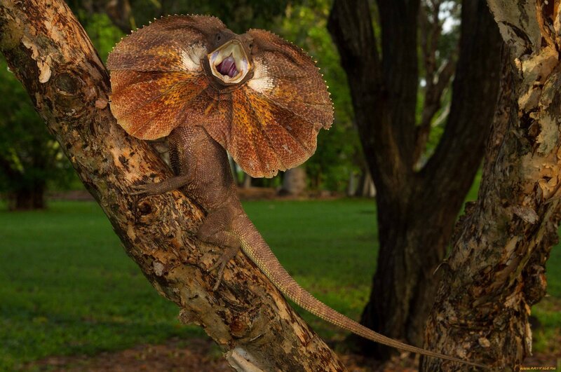 Frilled Lizard on Tree