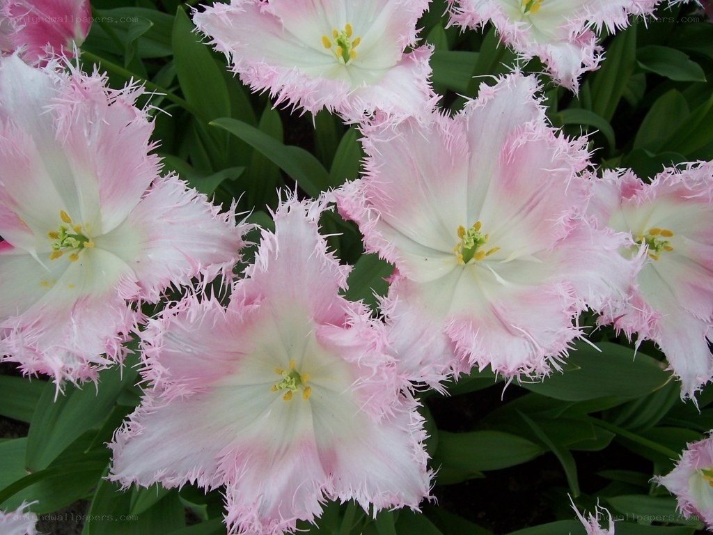 fringed pink and white tulips