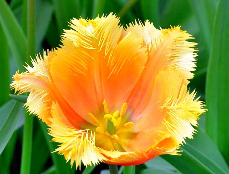 fringed tulip flower