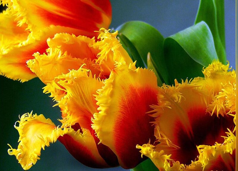Fringed Tulip Flowers