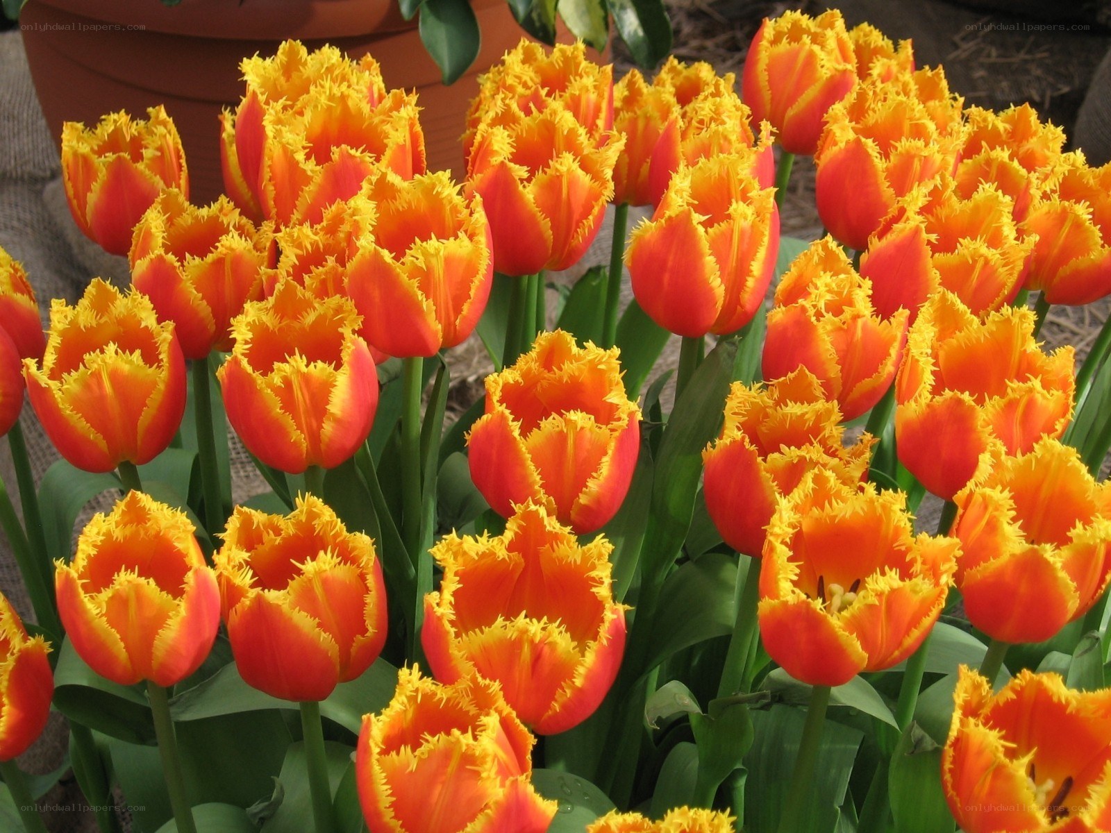Fringed tulips in bloom