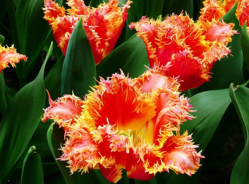 Fringed tulips in bloom