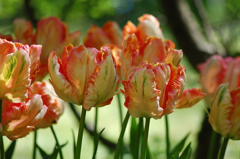 Fringed Tulips in Bloom — Yellow