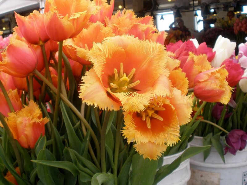 Fringed Tulips in Buckets