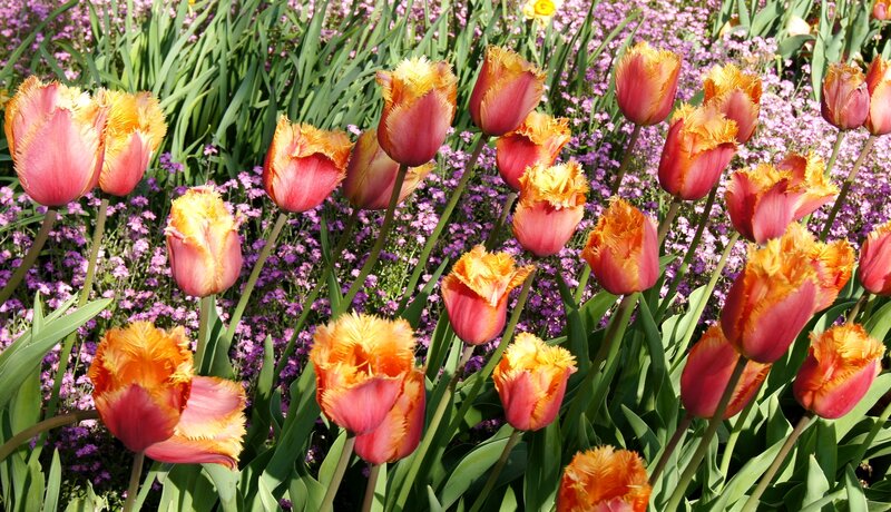 Fringed Tulips in Garden — Pink, Bright
