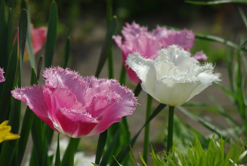 Fringed Tulips in Garden — Pink