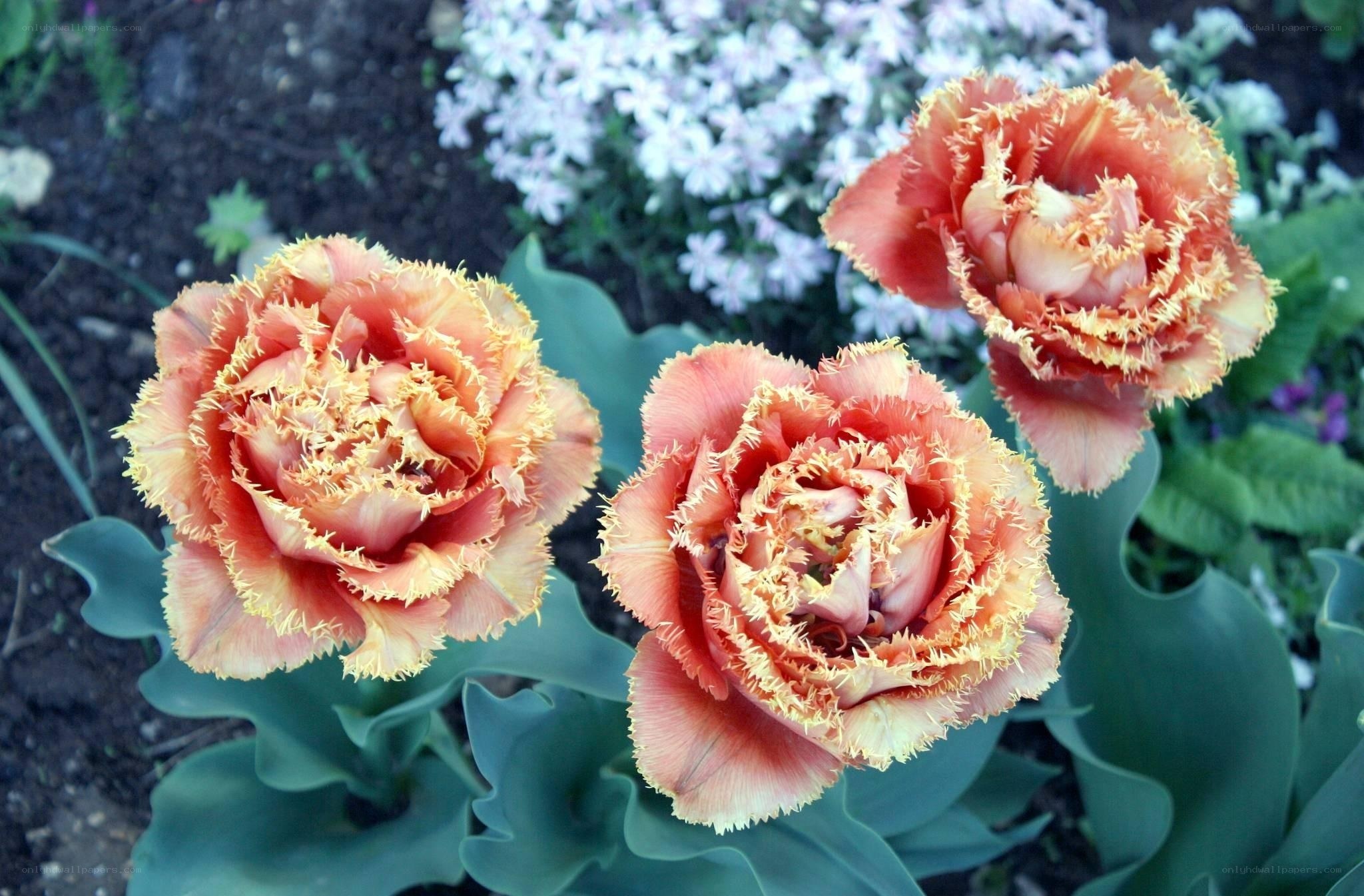 Fringed tulips in garden