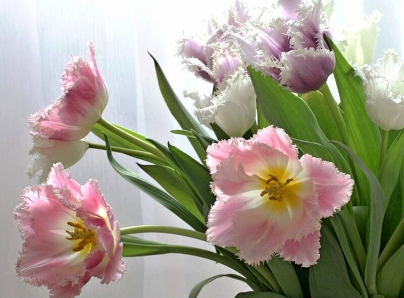 Fringed Tulips in Vase