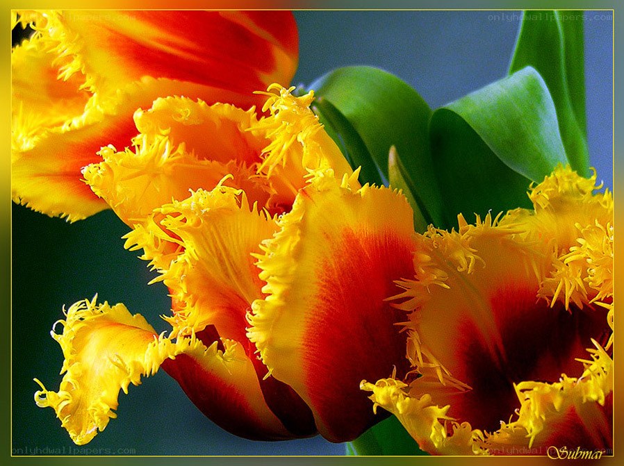 Fringed tulips in vibrant colors