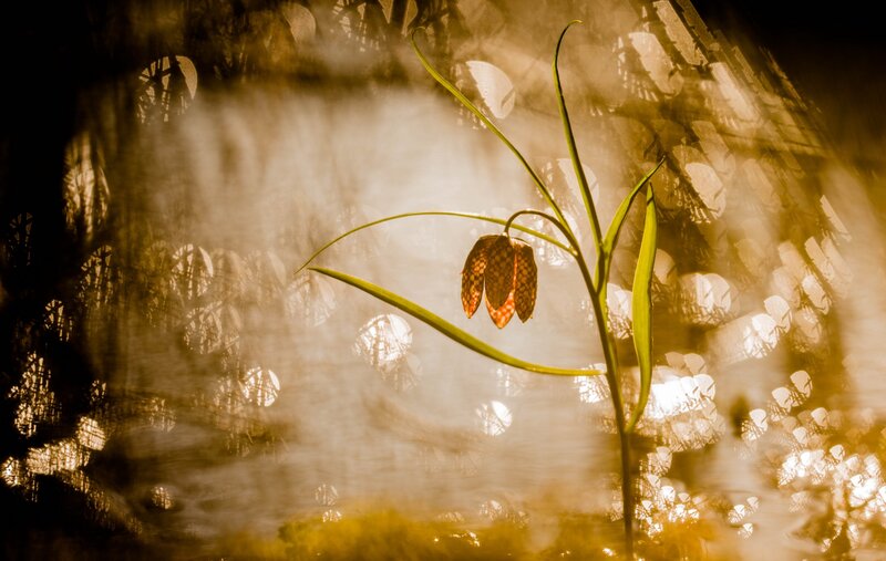 Fritillary Flower in Fog