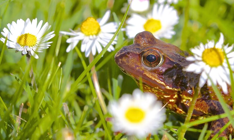 Frog among daisies