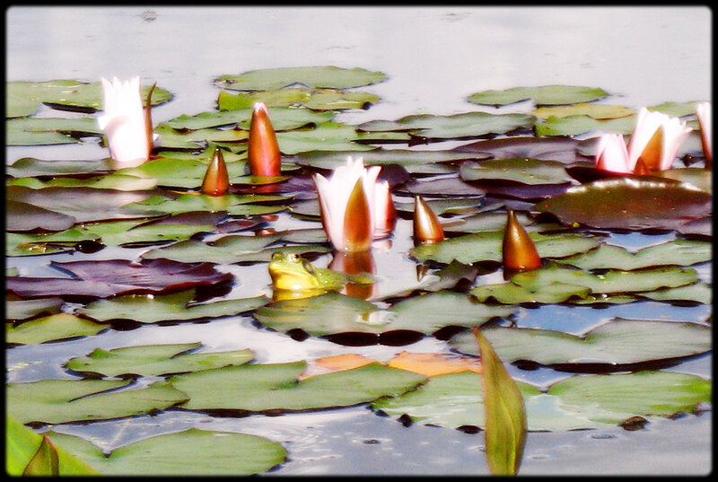 Frog Among Lily Pads — Green