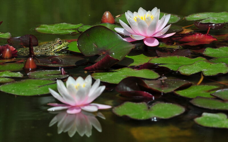 Frog Among Lily Pads