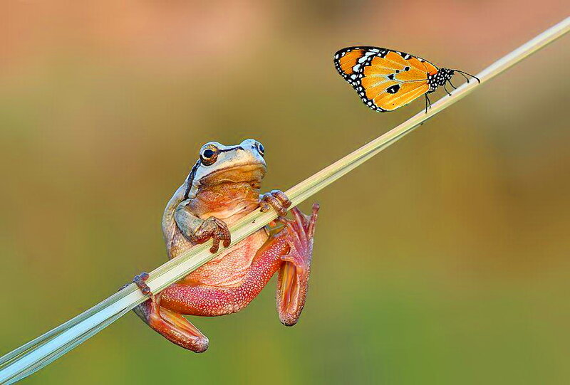 Frog and Butterfly on Reed