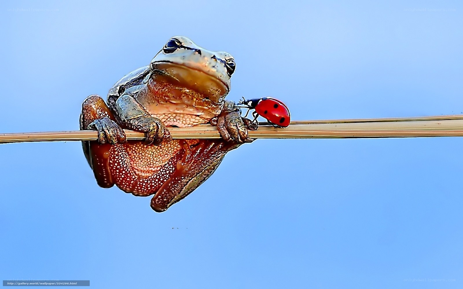 frog and ladybug on a blade