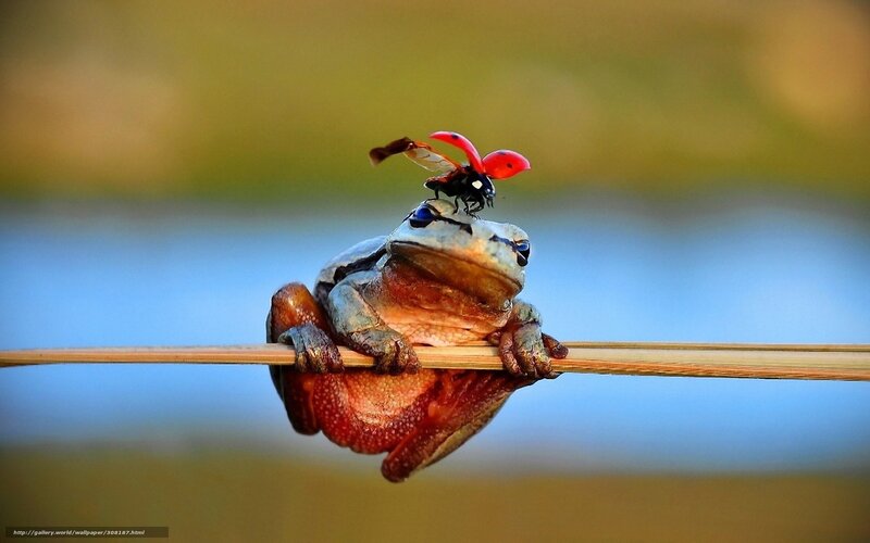 Frog and ladybug on a reed