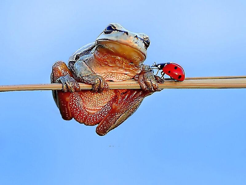 Frog and Ladybug on Reed — Blue