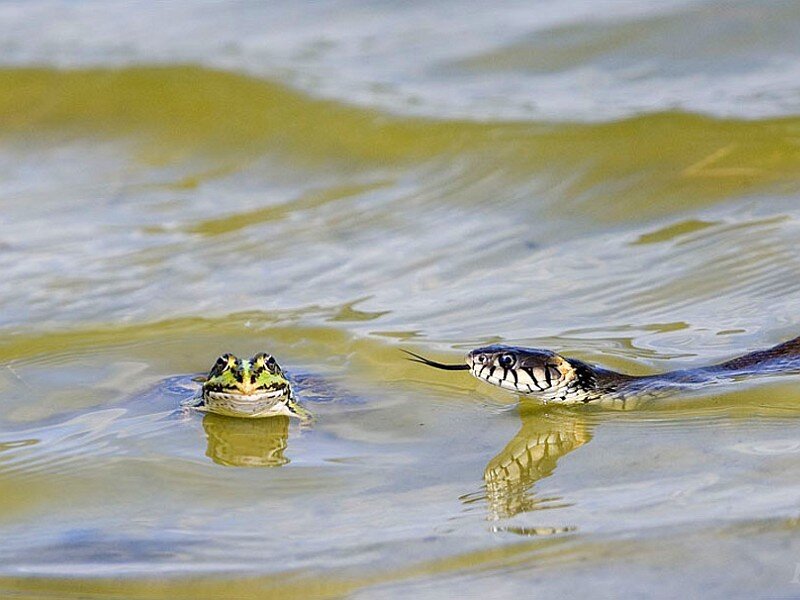 Frog and snake in water