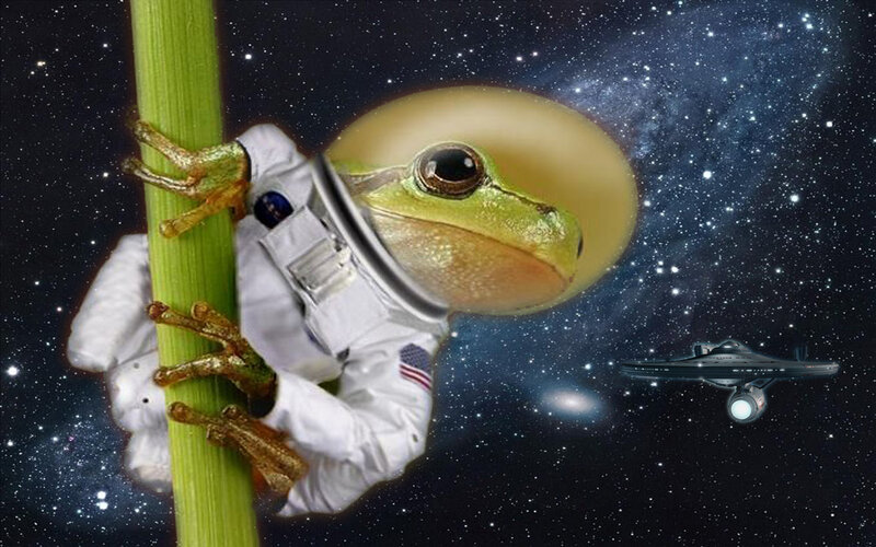 frog astronaut in space