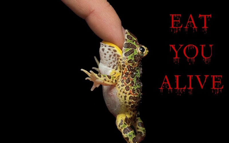 frog being held by a finger