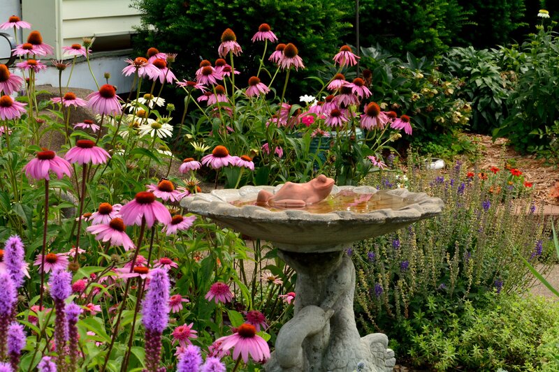 Frog Birdbath in Garden