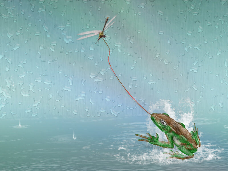 Frog Catching Dragonfly