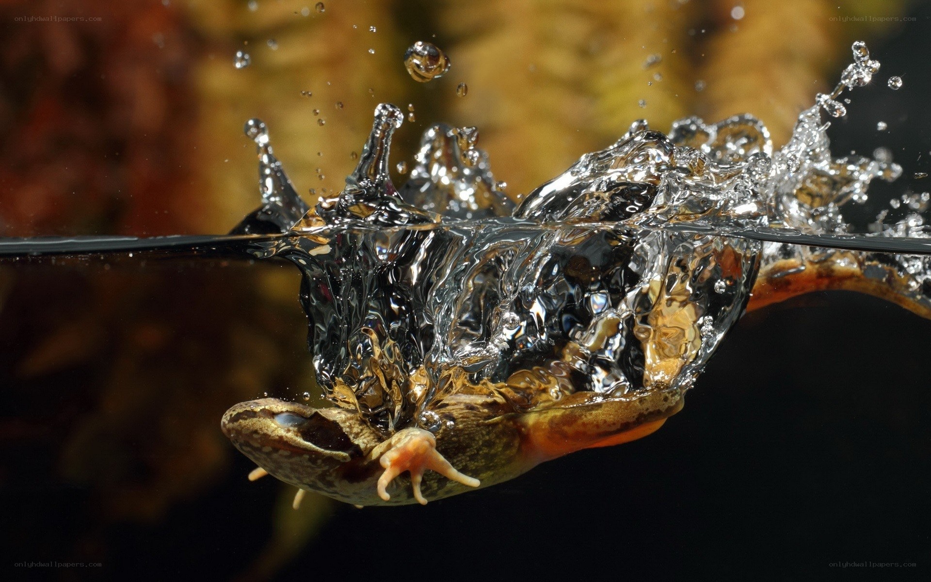 frog diving underwater