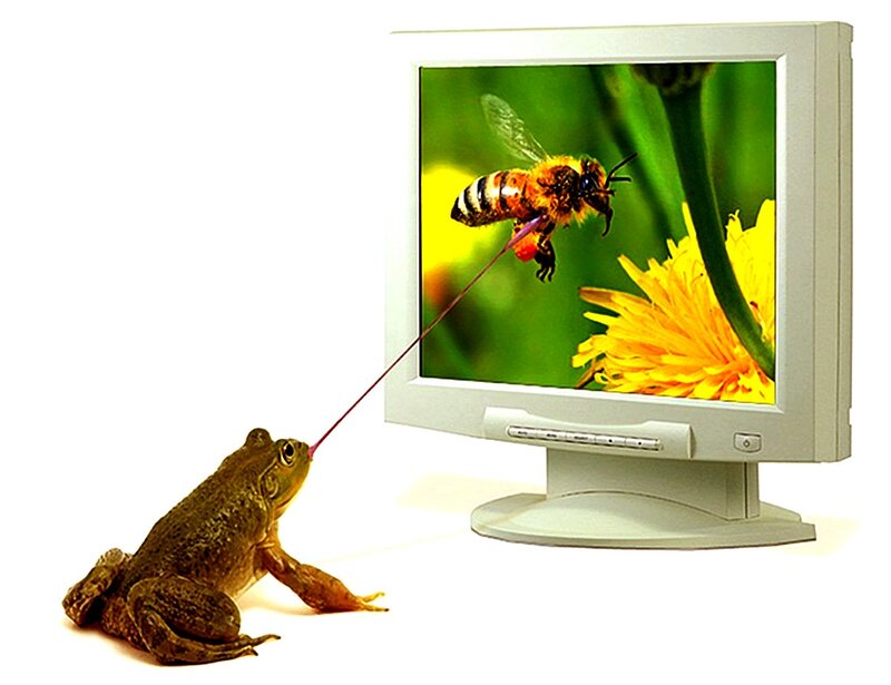 Frog Eating Bee