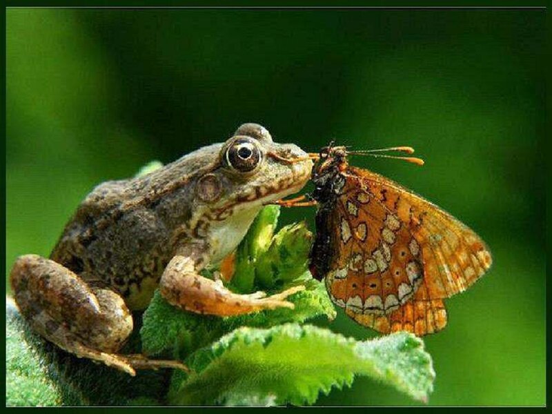 Frog Eating Butterfly — Green, Natural