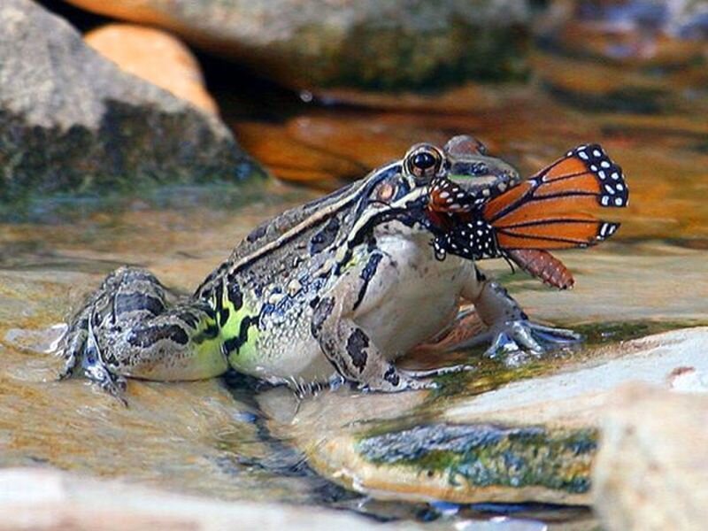 Frog Eating Butterfly — Green