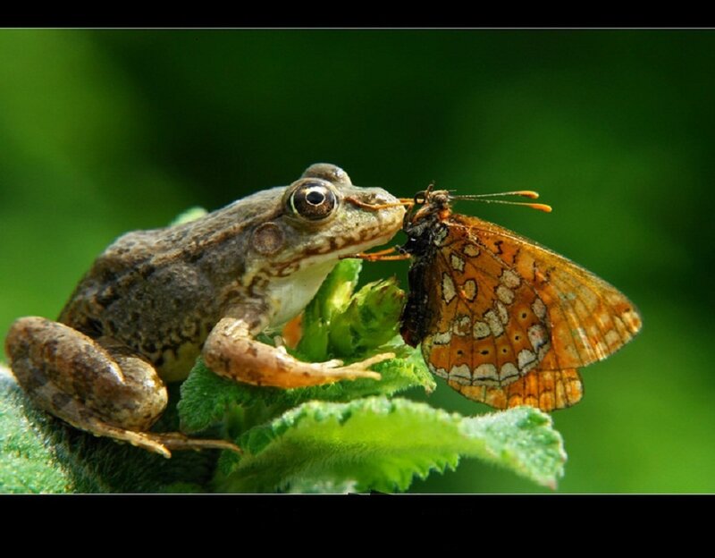 Frog Eating Butterfly