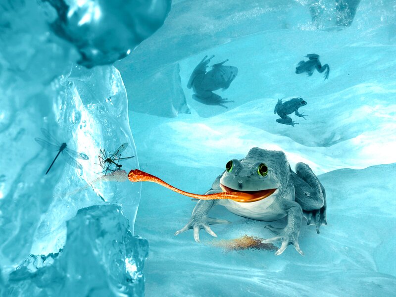 Frog Eating Insect