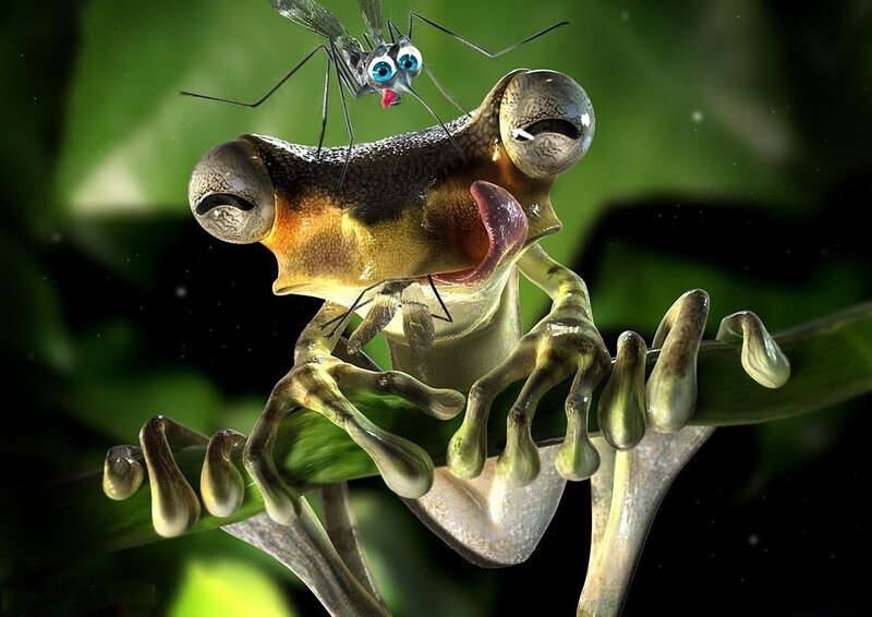 Frog Eating Mosquito