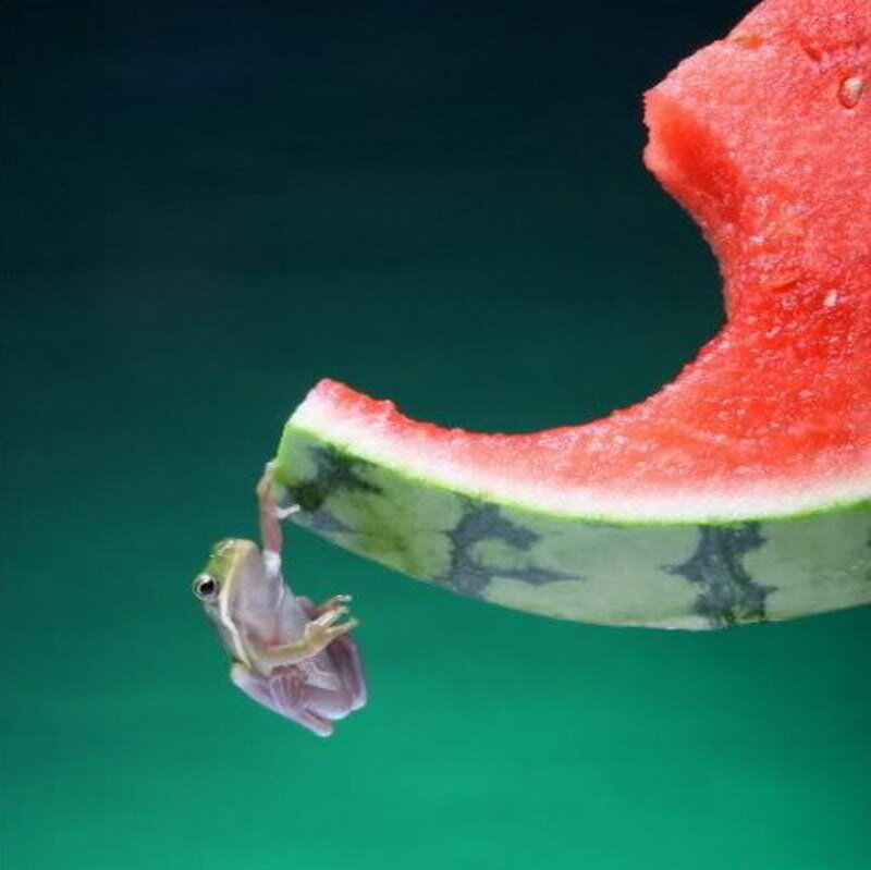 frog eating watermelon slice